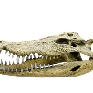 Akvariedekoration - Crocodile scull