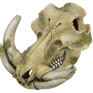 Akvariedekoration - Warthog skull