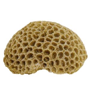 Akvariedekoration  CORAL