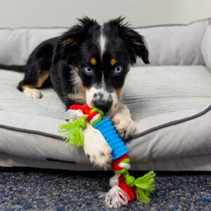 Hvalpesæt TPR, 2 dele