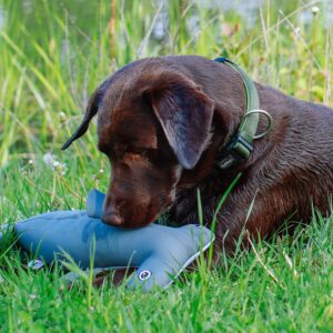 Hammershark Floating