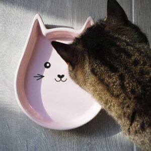 Katte skål med kat