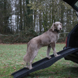 Hunderampe, sort 152x40 cm