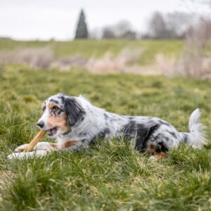 Råhud ben presset, 5 stk. (Thailand)