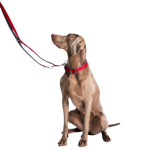 Halsbånd Classic Preno Royal