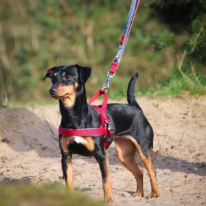 Norsk sele Classic Preno Royal