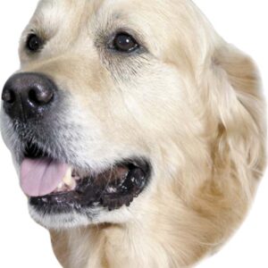 Sticker Golden Retriever