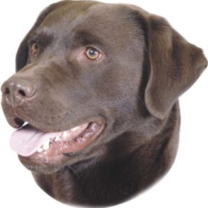 Sticker Labrador Brun