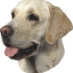 Sticker Labrador light