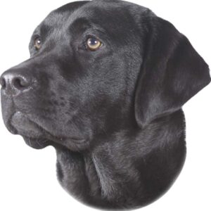 Sticker Labrador Sort