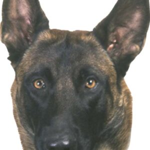 Sticker Malinois
