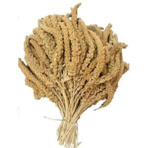 Franske Hirsekolber, gul 25 kg