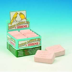 Engelske pigsten, 10 stk. XL