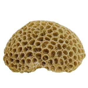 Akvariedekoration  CORAL