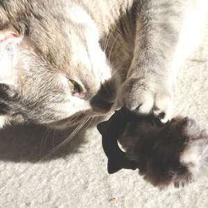 Legetøj med catnip ring