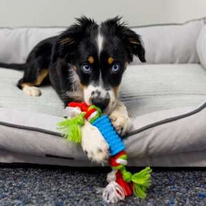 Hvalpesæt TPR, 2 dele