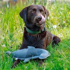 Hammershark Floating