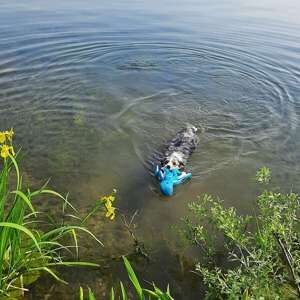 Blæksprutte Floating