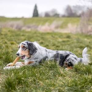 Råhud ben presset, 5 stk. (Thailand)