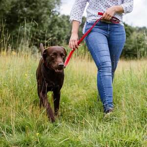 Dressurline Classic Preno Royal