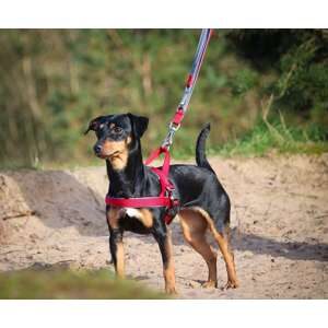 Norsk sele Classic Preno Royal