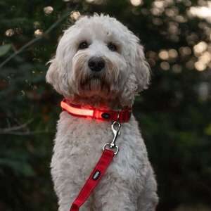 Leash FLASH MESH, XX-S