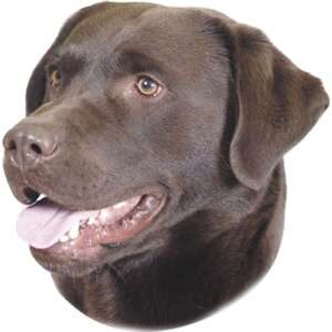 Sticker Labrador Brun