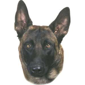 Sticker Malinois
